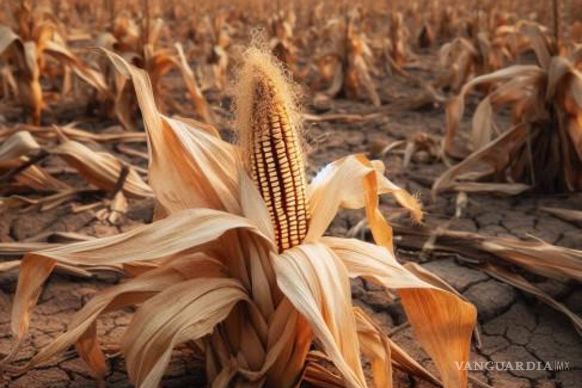 Causa sequía pérdidas de 6 mil pesos por hectárea en el campo mexicano