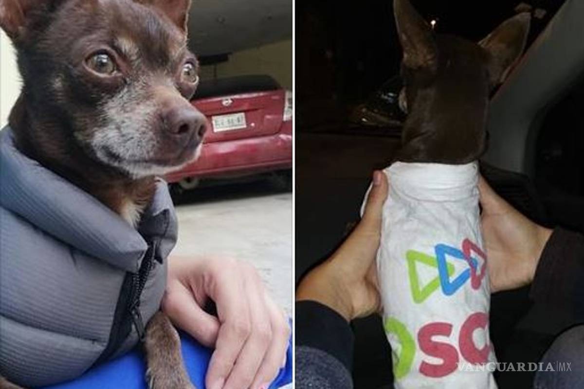 Su perro sale de su casa con un chaleco 'carísimo' y momentos después regresa... ¡con una playera del PRI!