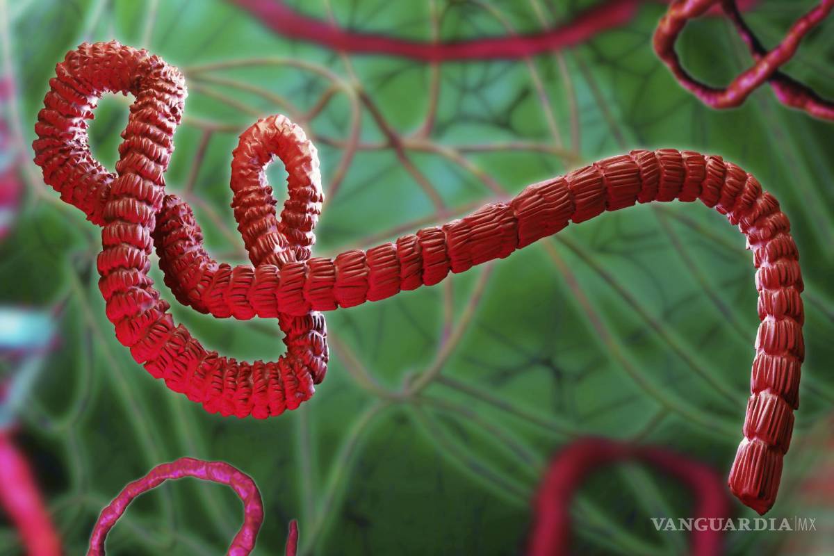 Alerta nuevo caso de niño con ébola en el Congo