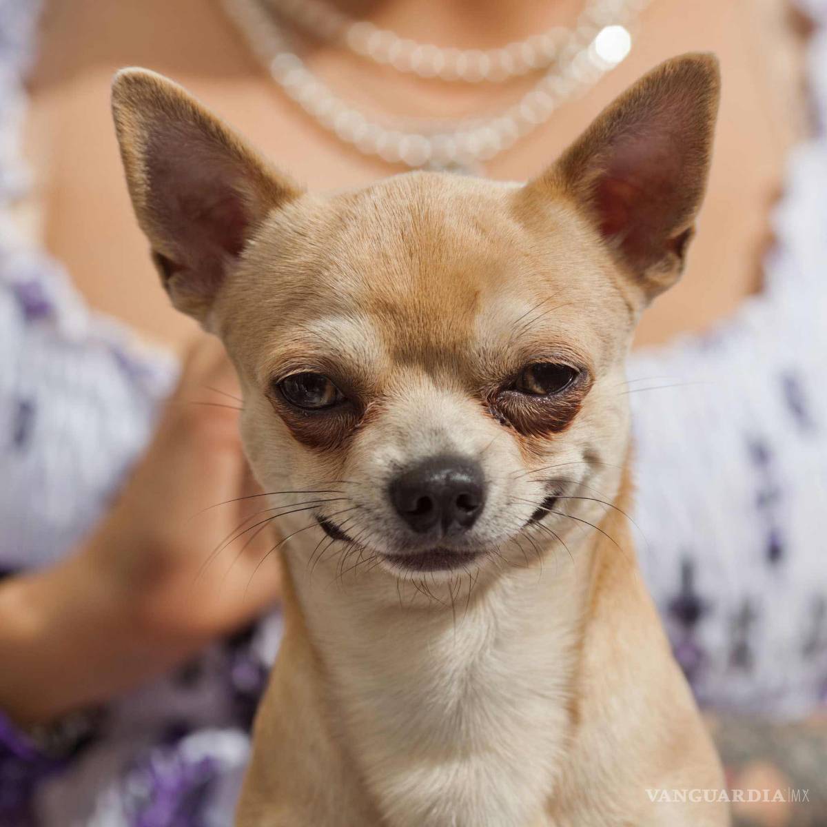$!Los peores perros para los niños