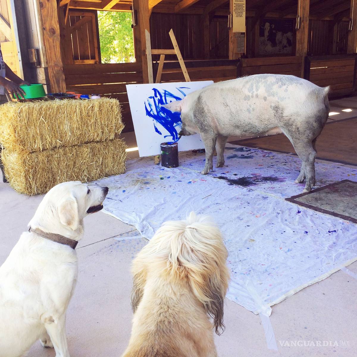 $!Conoce a Pigcasso, el famoso cerdito que pinta