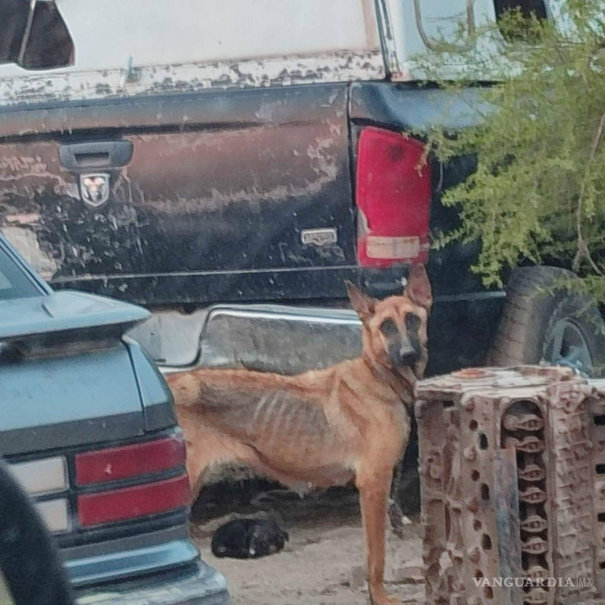 $!El abandono de los seres sintientes es una forma de maltrato que es castigada.