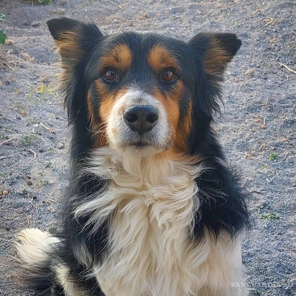 $!Perrito se escapa para ‘terminar el bachillerato’; alumnos del CBTis lo rescatan y entregan a su familia en Saltillo