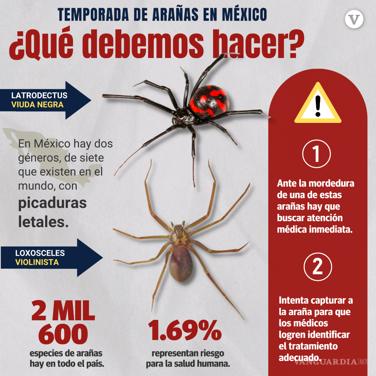 $!¿Cuándo inicia la temporada de arañas en México?... cómo saber cuáles son peligrosas y qué hacer si las vemos en casa