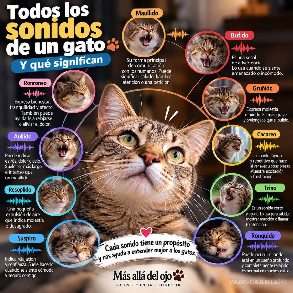 $!El lenguaje secreto de los felinos: ¿qué intenta decirte tu gato?