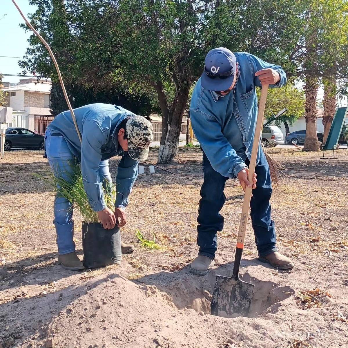 $!Voluntarios y personal de Servicios Públicos plantaron árboles y otras especies, transformando el espacio en un área verde y mejorando la calidad del aire para los vecinos del Fresno.