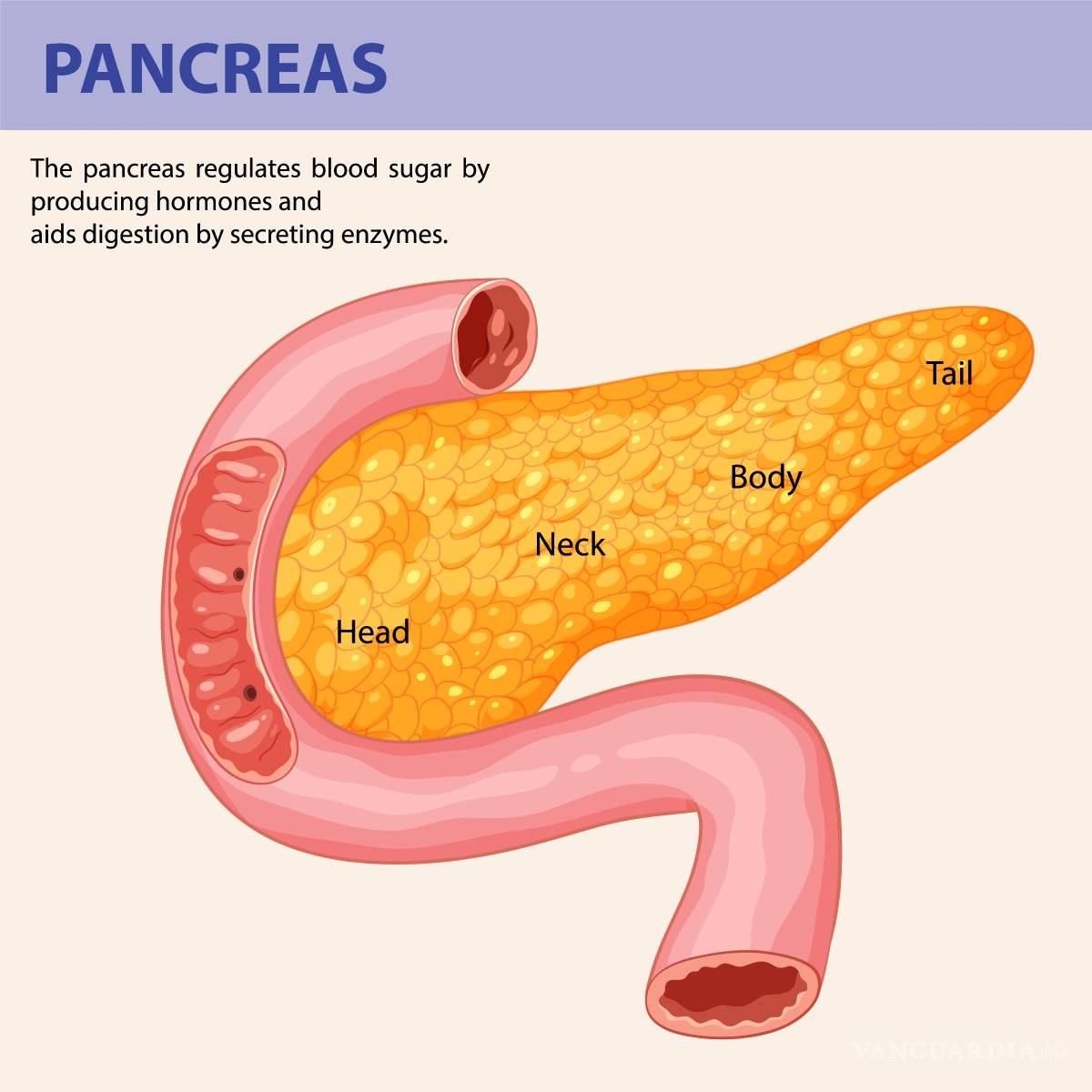 $!Lo más habitual es que el cáncer se origine en la región del páncreas llamada cabeza (60% de los casos), pero también puede surgir en la zona conocida como cuerpo o cola del páncreas.
