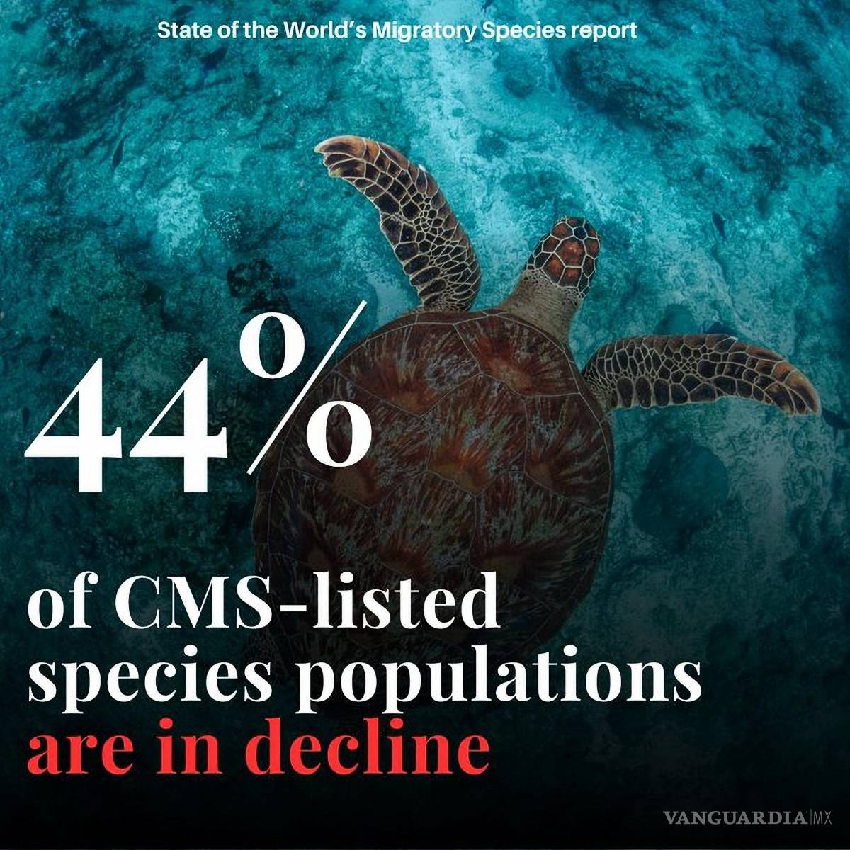 $!Alrededor del 44% de las especies migratorias en todo el mundo están viendo disminuida su población, señala el reporte.