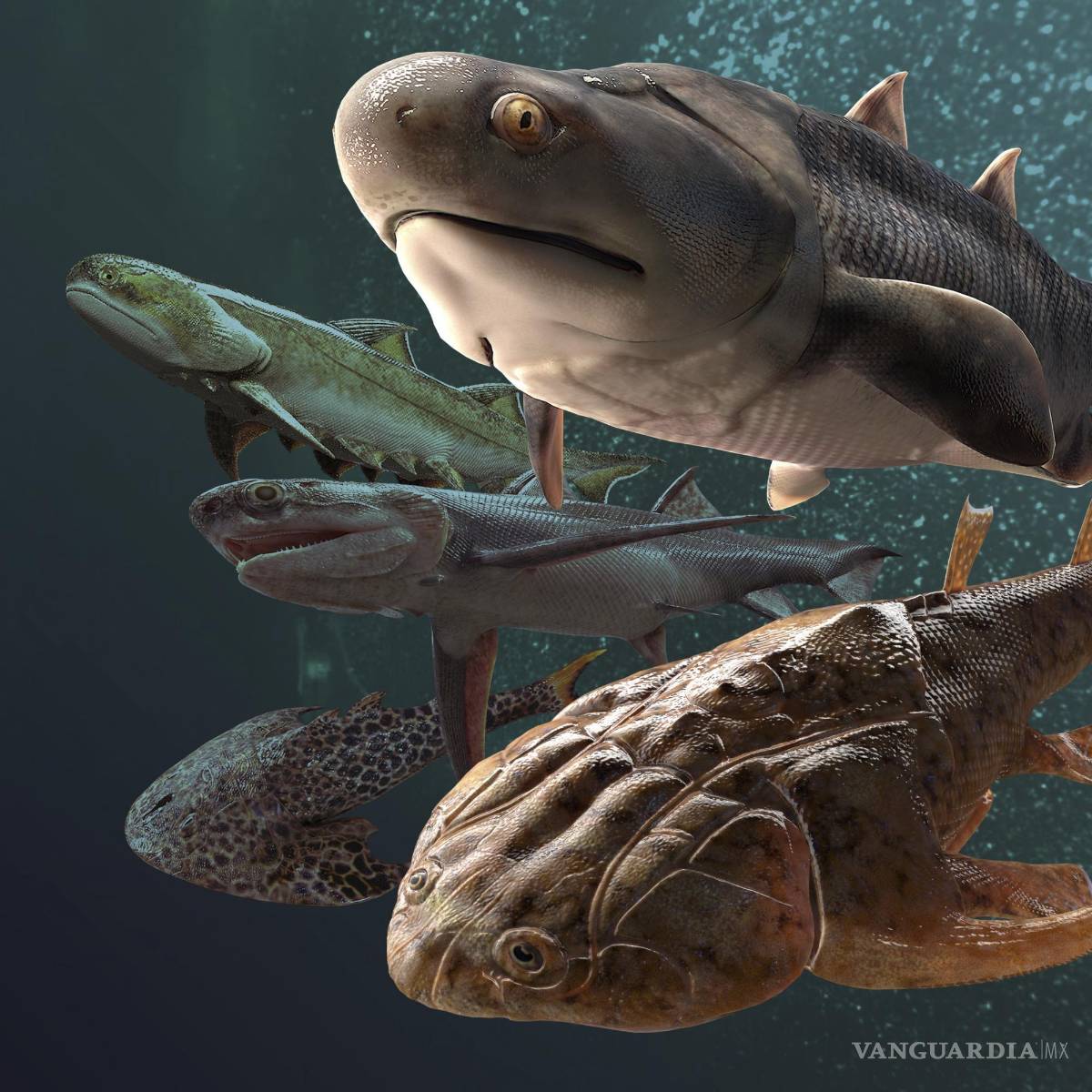 $!Algunos de los peces fósiles, de hace más de 400 millones de años, hallados en el sur de China.