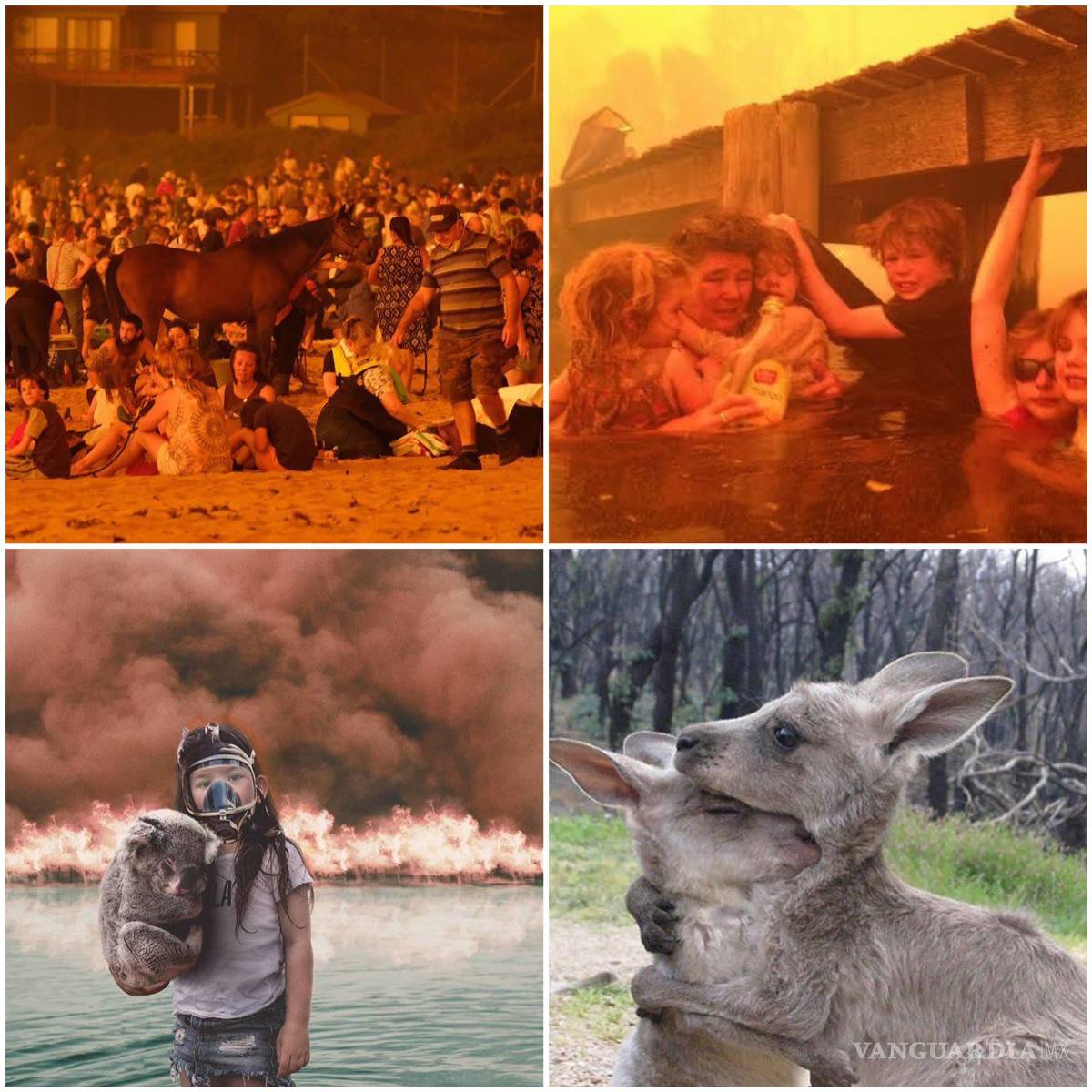 $!La mitad de koalas sanos en Australia ya han muerto, por mega incendio