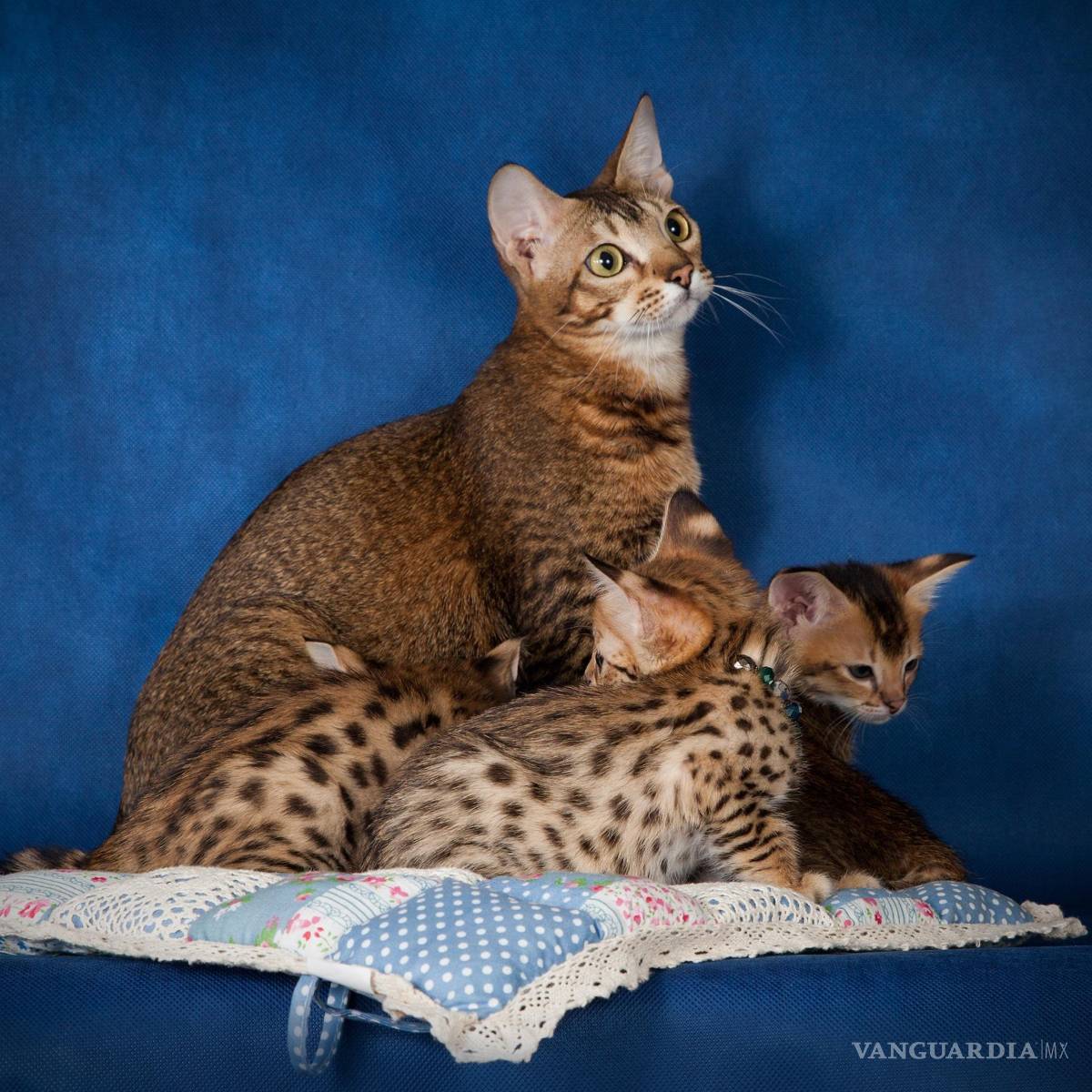 $!Servalina madre de tres gatitos. EFE/HudsonAlpha