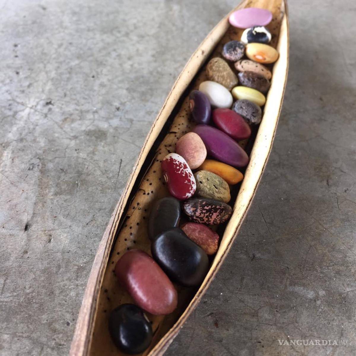 $!Una vaina con diferentes clases de frijoles e el estado de Morelos (México). EFE/Raúl Cortés