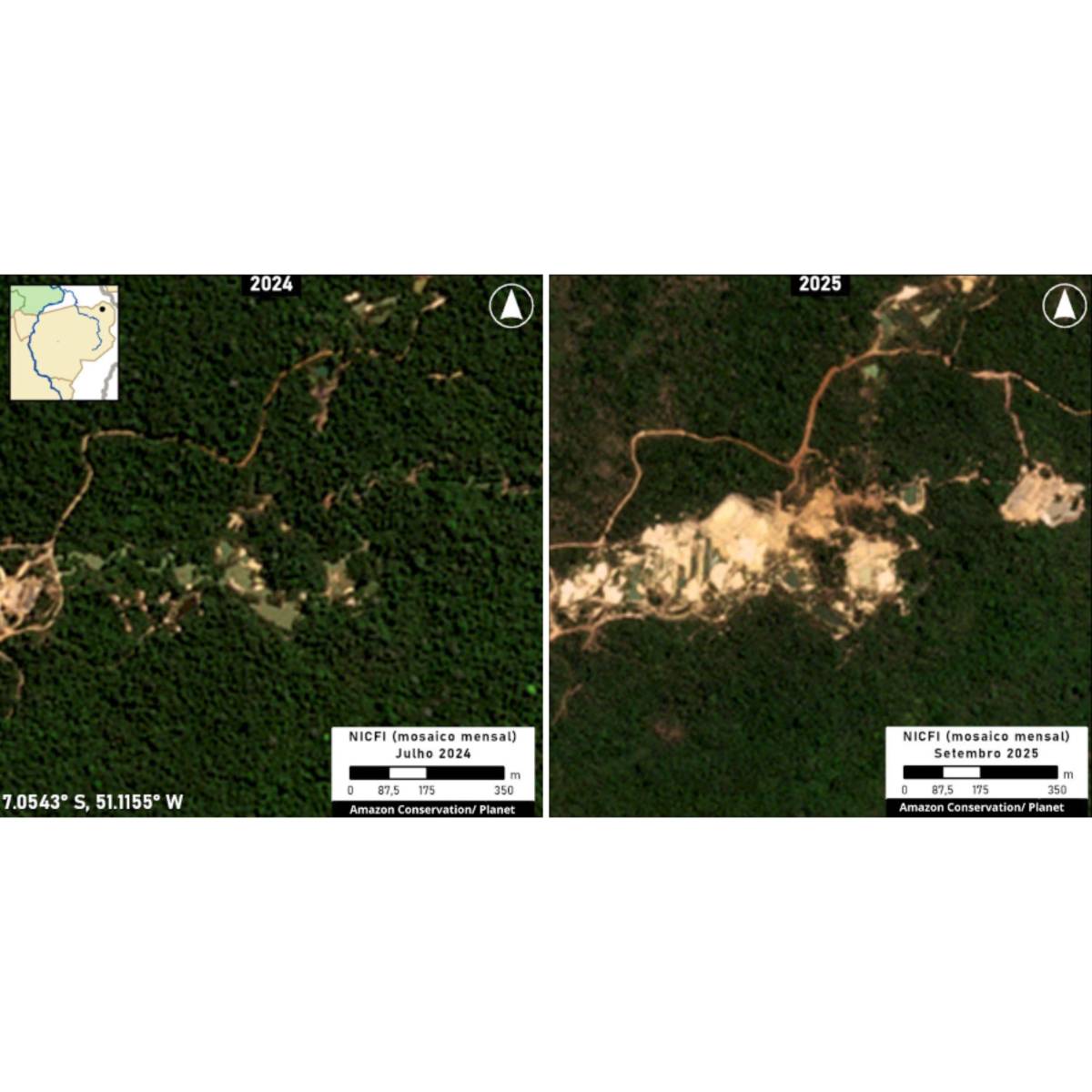 $!Imágenes satelitales del territorio de Terra Indigena Kayapo en el estado de Pará, Brasil, en 2024 (izquierda) y en 2025 después de una deforestación visible.