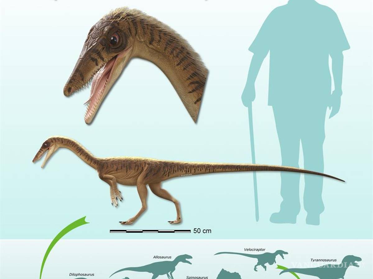 $!Erythrovenator jacuiensis, uno de los antepasados más antiguos del Tyrannosaurus Rex