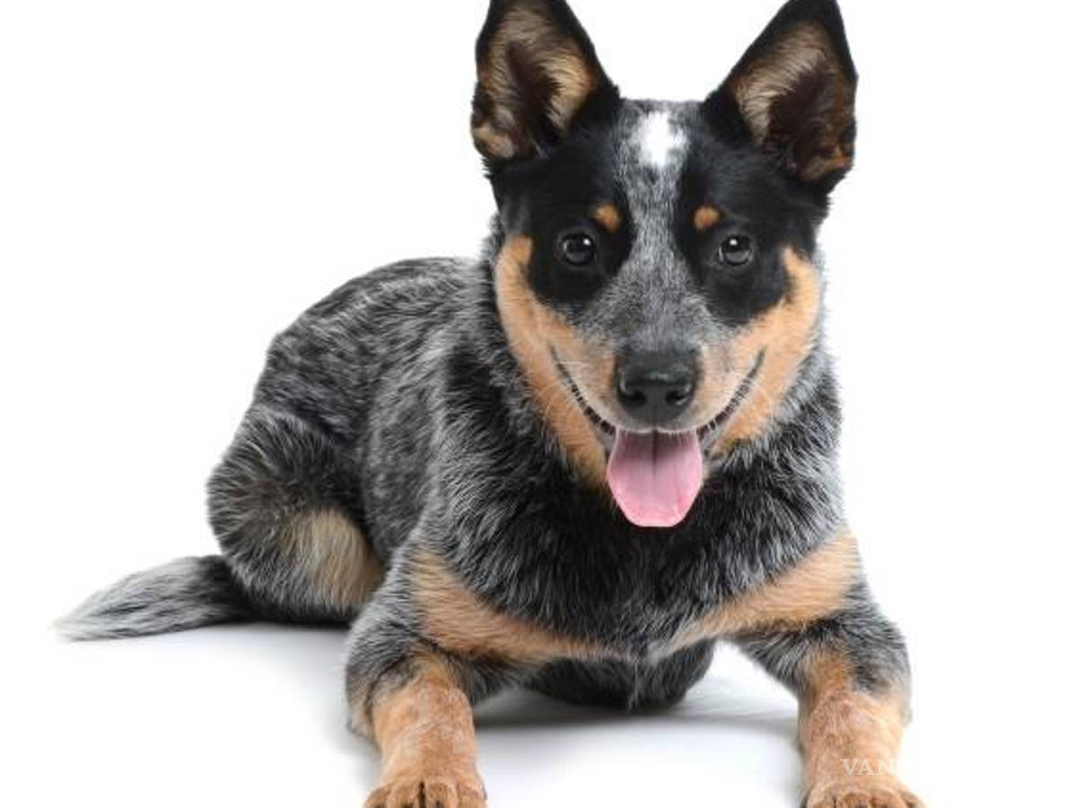 $!¿Cuáles son las 10 razas de perros más inteligentes?