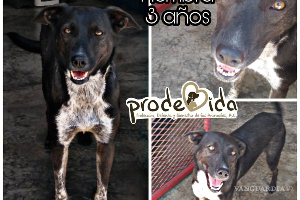 $!¿Estás buscando adoptar? Conoce a estos adorables lomitos