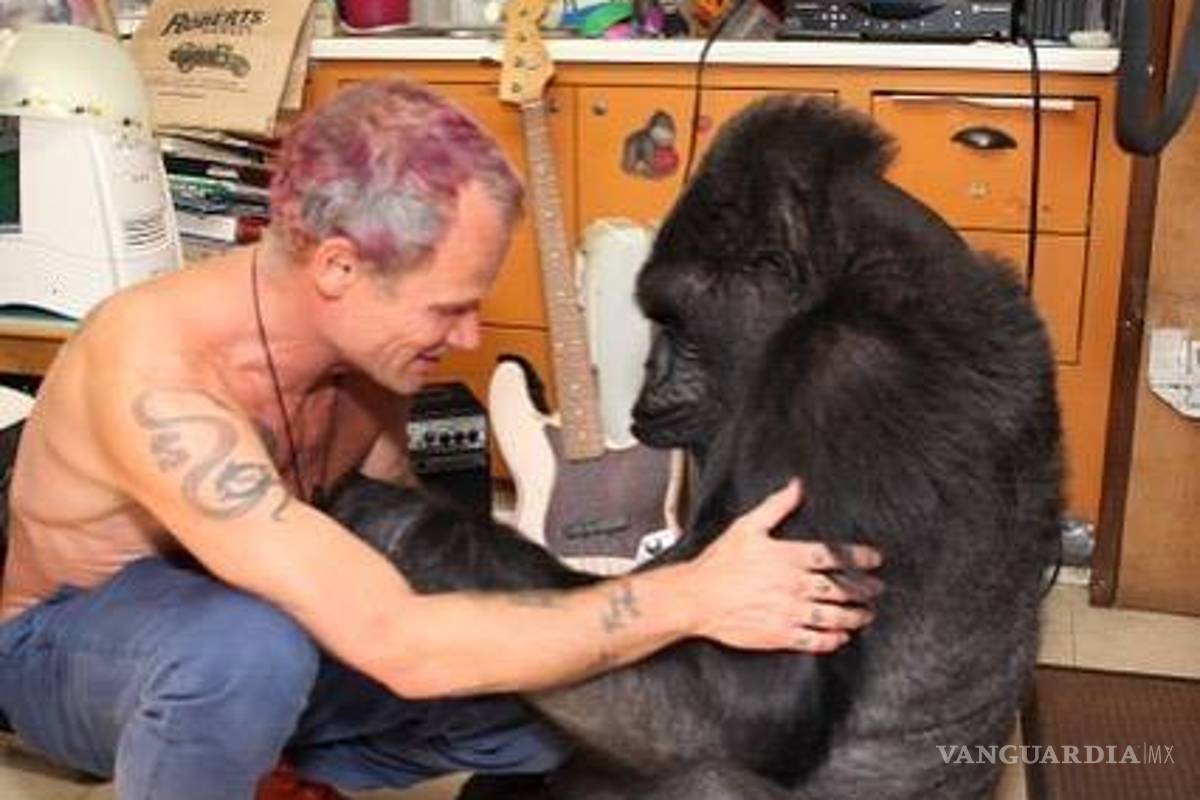 Flea, de los Red Hot Chili Peppers, visitó a la gorila Koko