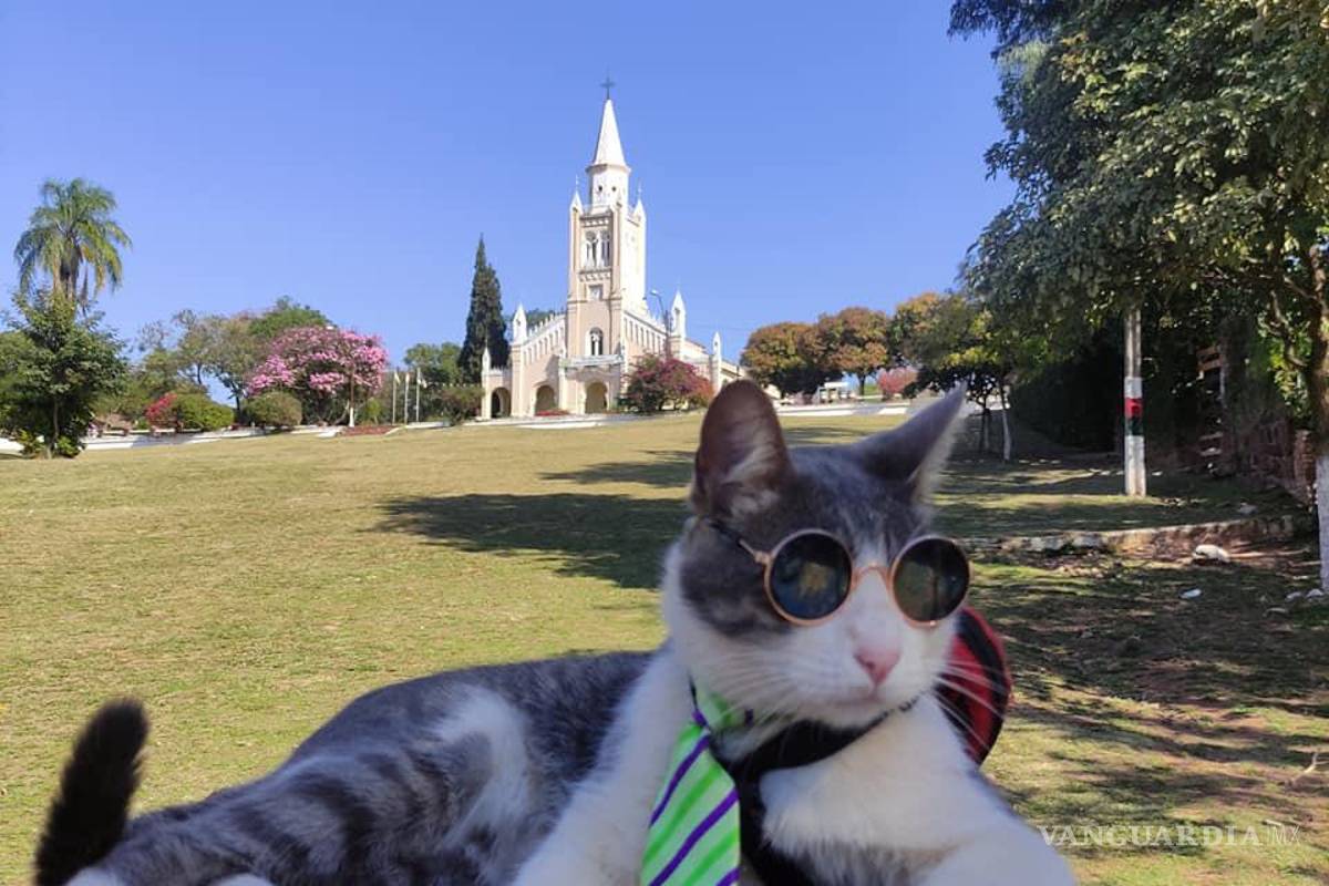 Muere envenenado el ‘gatito mochilero’; su humano, inconsolable