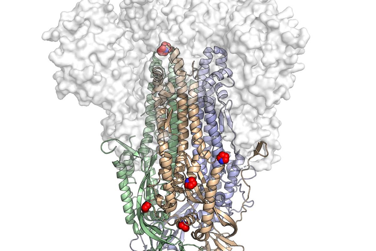 Los científicos preparan una vacuna de bajo costo para la COVID-19