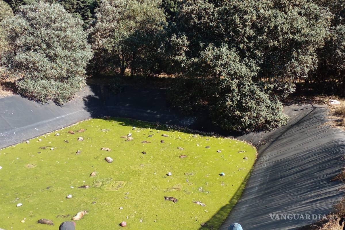 Laguna de la muerte... encuentran 100 perros muertos por beber agua intoxicada en Edomex