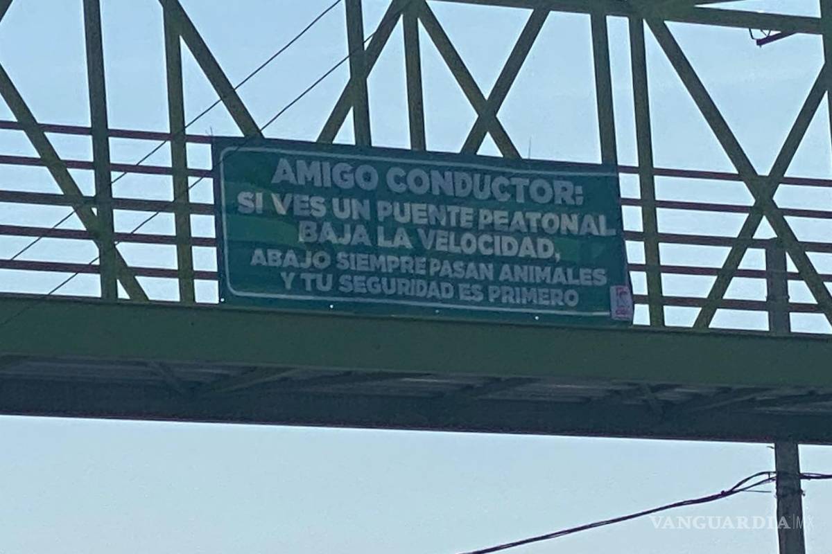 Llaman 'animales' en Saltillo a quienes no utilizan puente peatonal