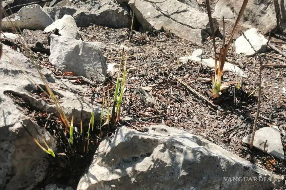Comienza a rebrotar la vegetación en zonas siniestradas de la Sierra de Zapalinamé en Saltillo