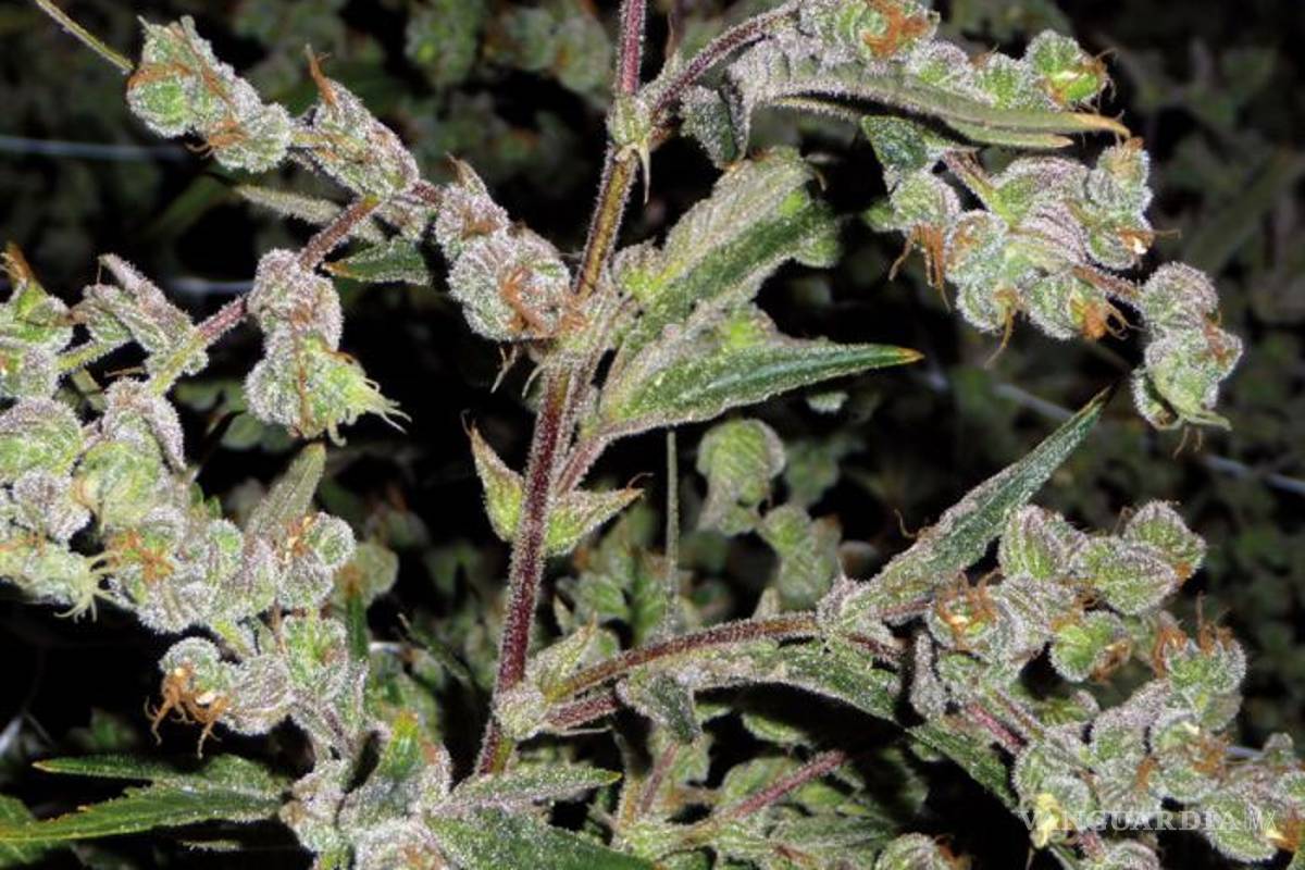 $!Las 10 variedades de 'mota' más exóticas