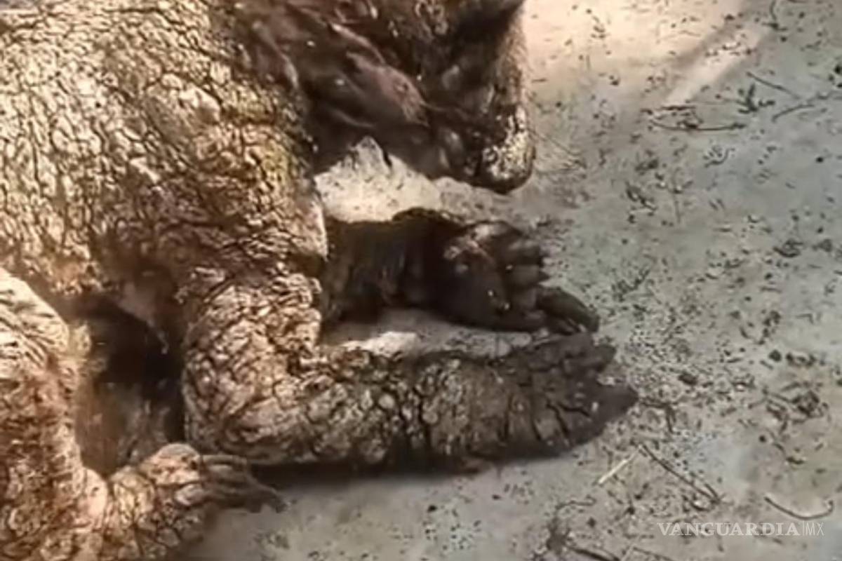 Abre investigación Profepa por condiciones de osa negra en La Pastora, en Nuevo León