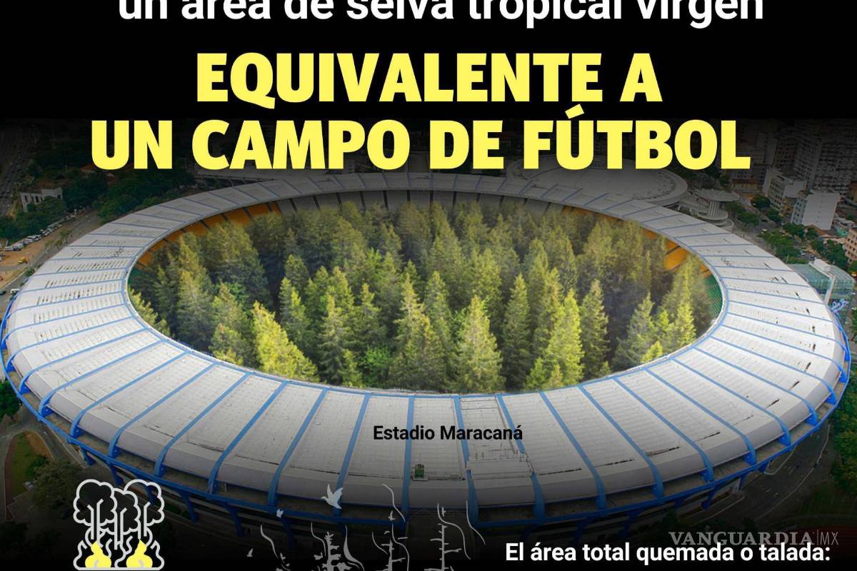 Cada 5 segundos, la tierra perdió un área de selva tropical virgen equivalente a un campo de fútbol en 2022