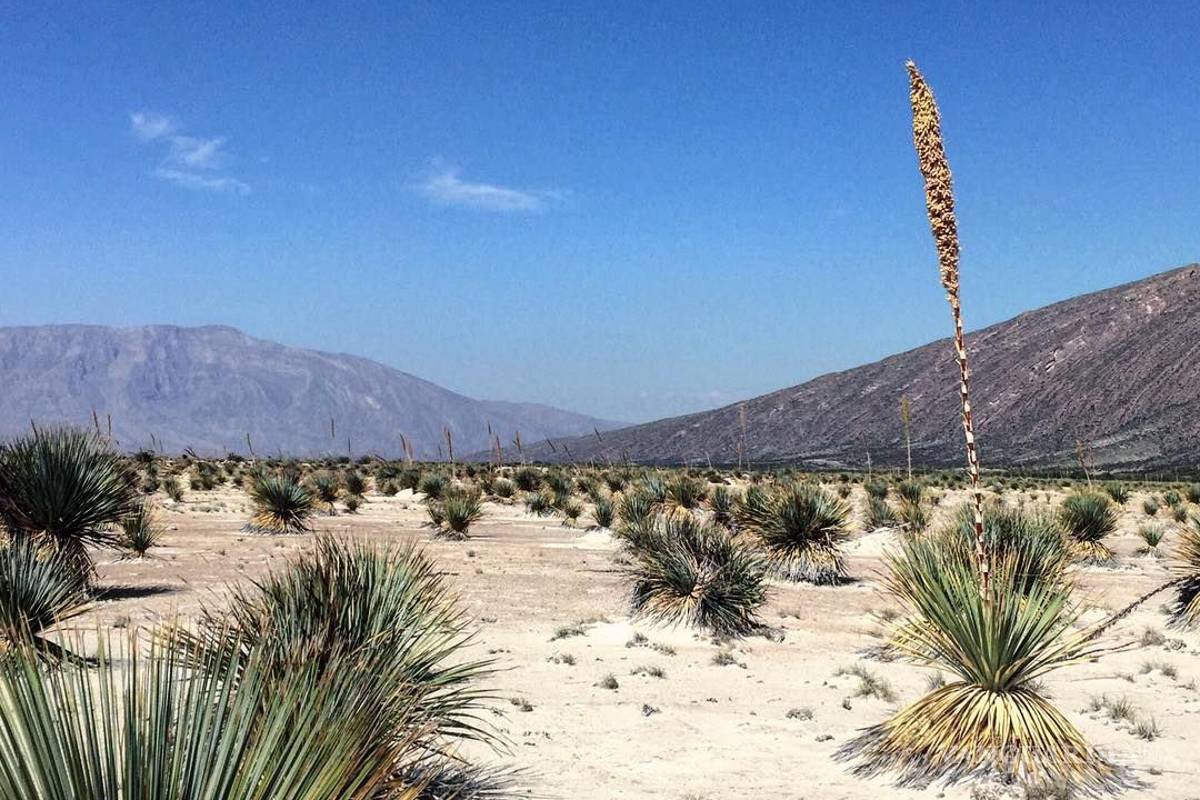 Coahuila es tierra de origen del sotol