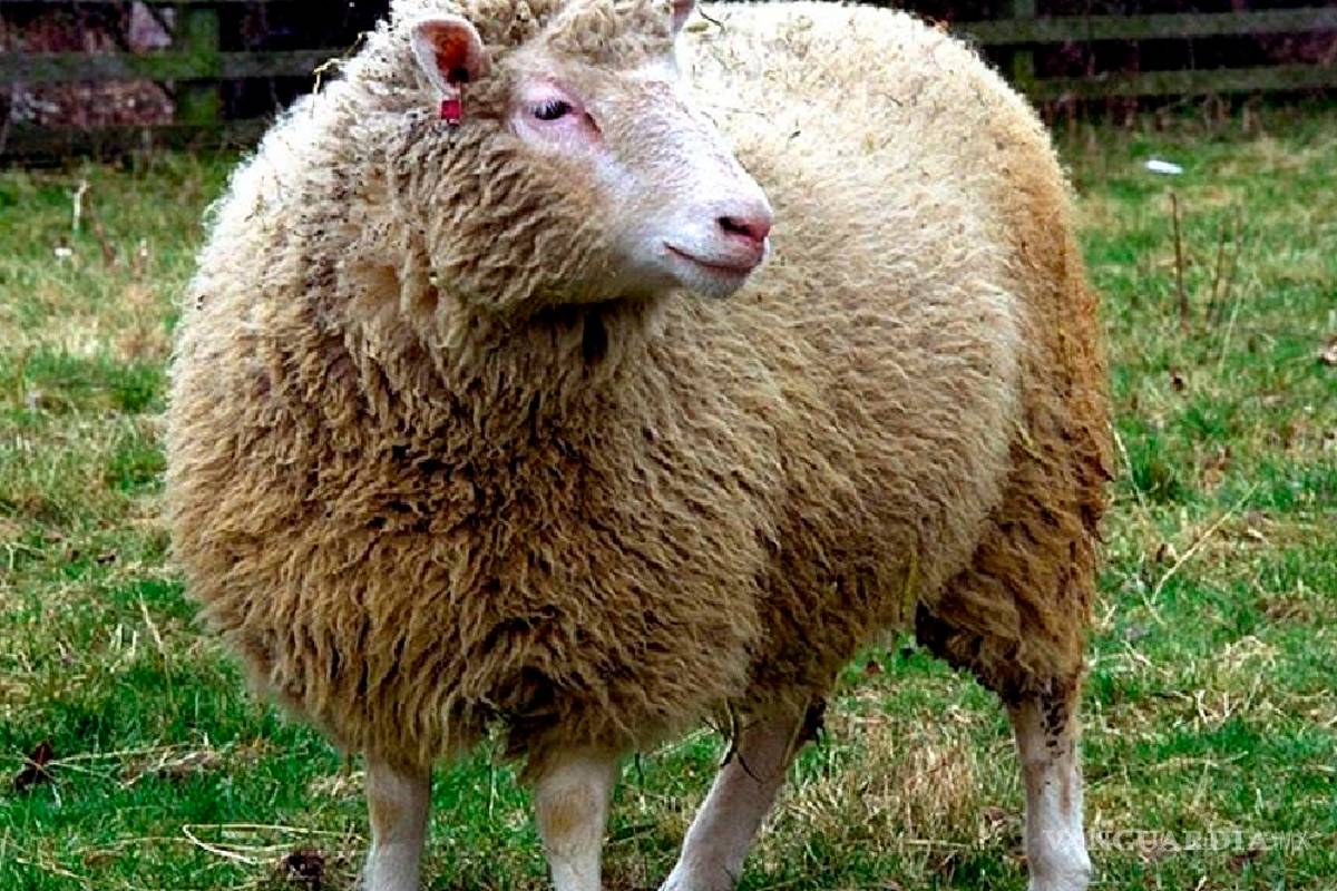Se cumplen 20 años de la oveja Dolly: ¿por qué los clones mueren jóvenes?