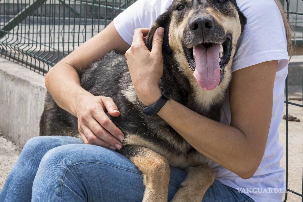 $!Voluntarias de fundaciones animalistas rescatan perros en situación de abandono o enfermedad, muchos de ellos canalizados de inmediato a atención veterinaria especializada antes de ser dados en adopción.