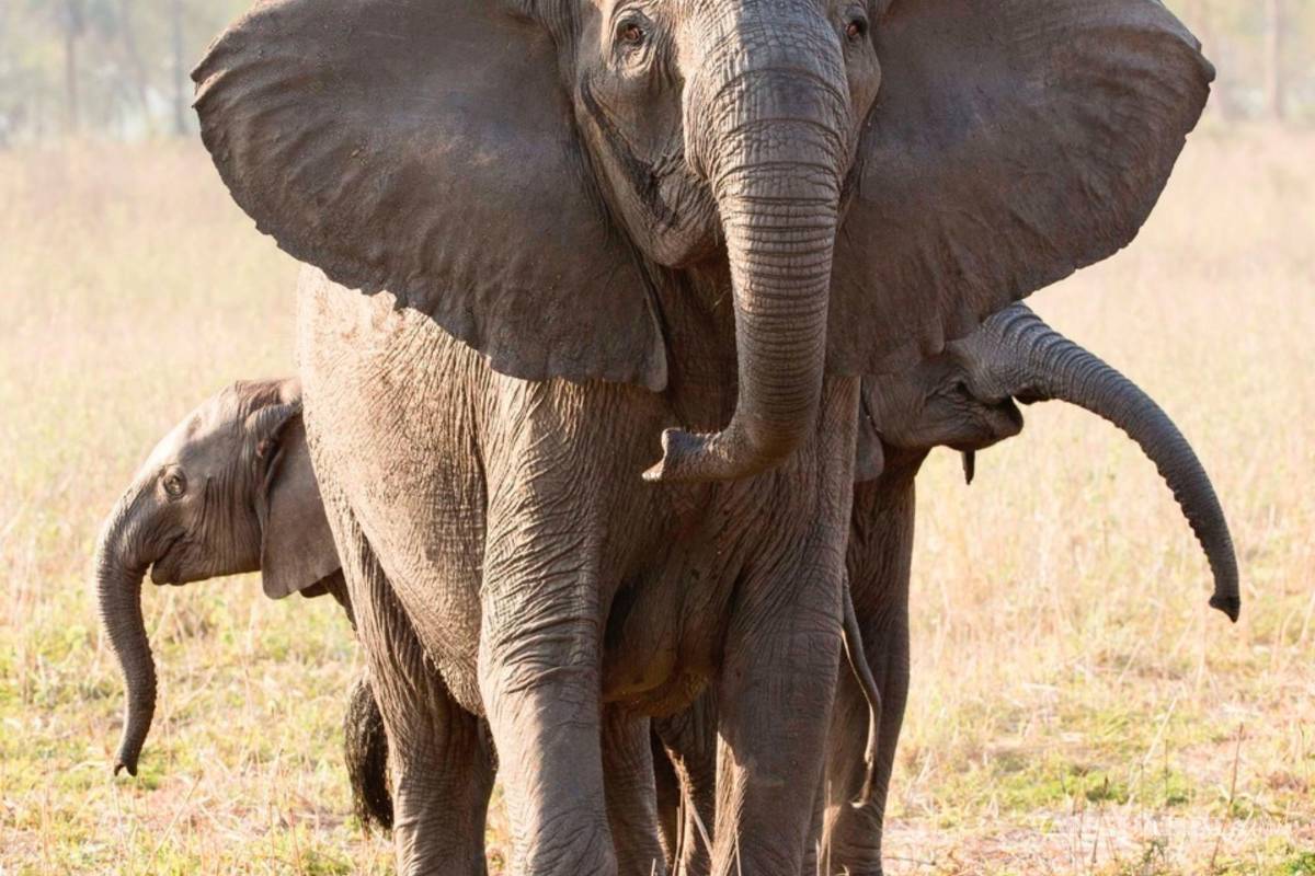 Caza furtiva provoca la evolución de elefantes sin colmillos