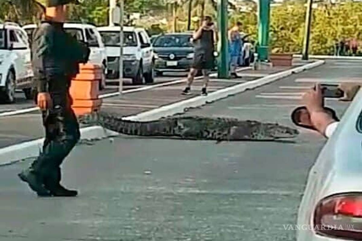 Paran el tráfico en Tampico para que cruce la calle... ¡un cocodrilo!
