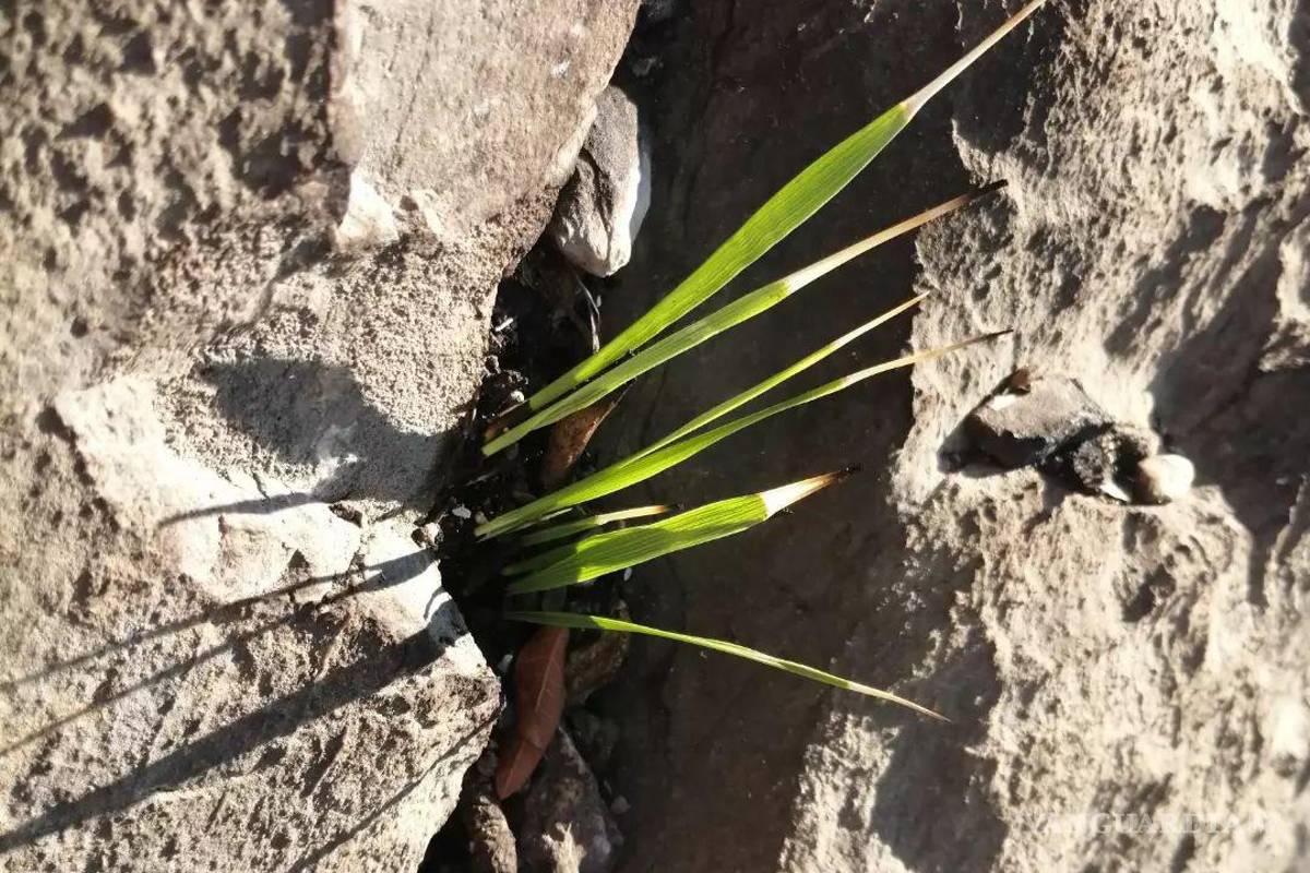 Comienza a rebrotar la vegetación en zonas siniestradas de la Sierra de Zapalinamé en Saltillo