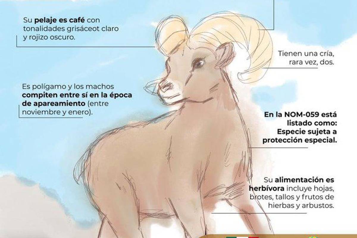 $!‘Le pegó duro el COVID al borrego cimarrón’... tunden a Profepa por ‘fea’ ilustración (memes)