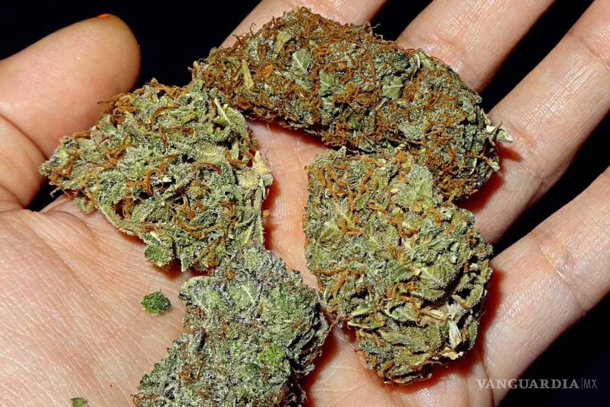 California y Massachusetts aprueban consumo de marihuana