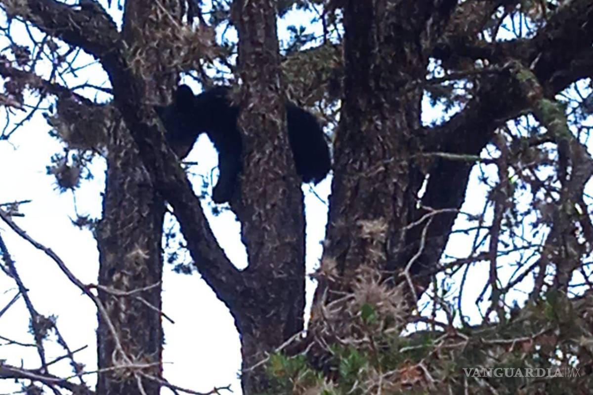 Protegen a otro oso en riesgo por personas, ahora en Arteaga; “no deben acercarse”, señalan