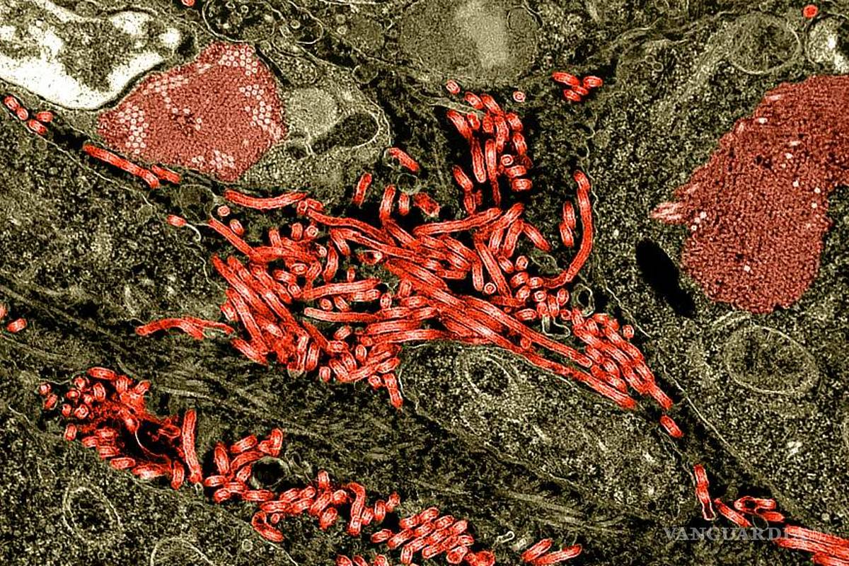 $!Científicos vuelven inmunes al Ébola a grupo de monos