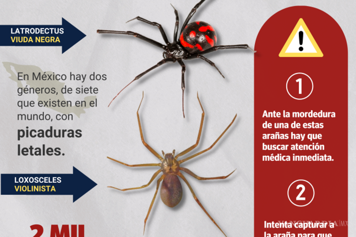 $!¿Cuándo inicia la temporada de arañas en México?... cómo saber cuáles son peligrosas y qué hacer si las vemos en casa