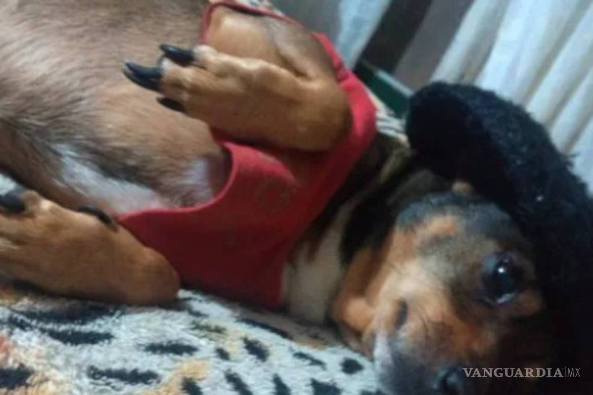 $!Vecinos matan mascotas de enfermera para que se vaya