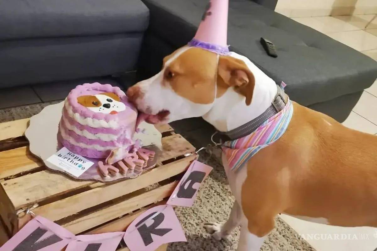 Saltillo: happy birth... ¿dog? Para pagarse estudios, joven vende pasteles para mascotas