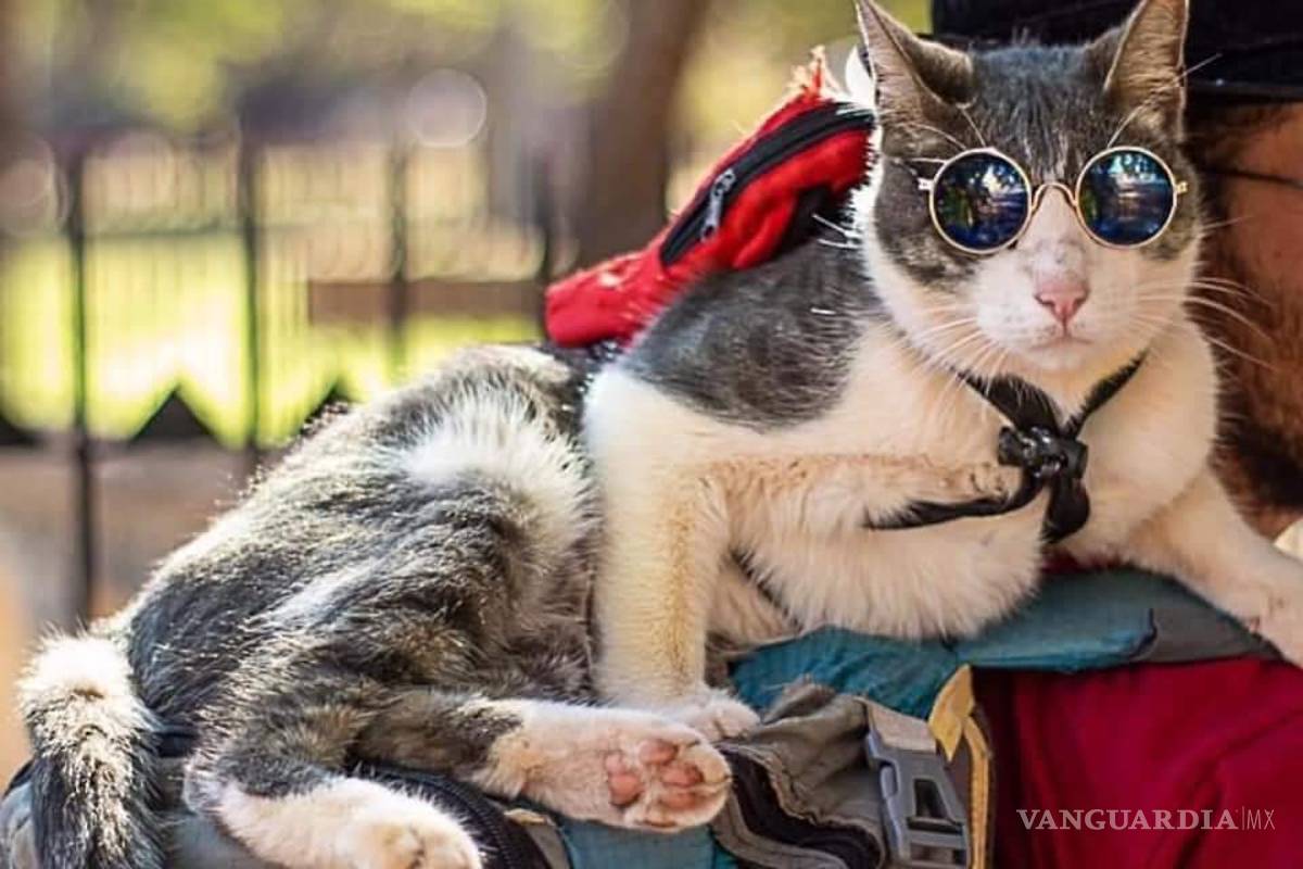 Muere envenenado el ‘gatito mochilero’; su humano, inconsolable
