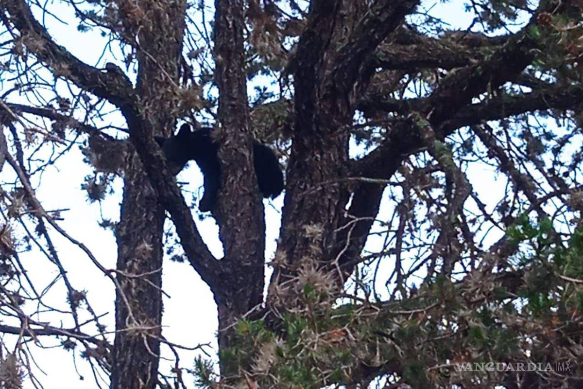 Protegen a otro oso en riesgo por personas, ahora en Arteaga; “no deben acercarse”, señalan