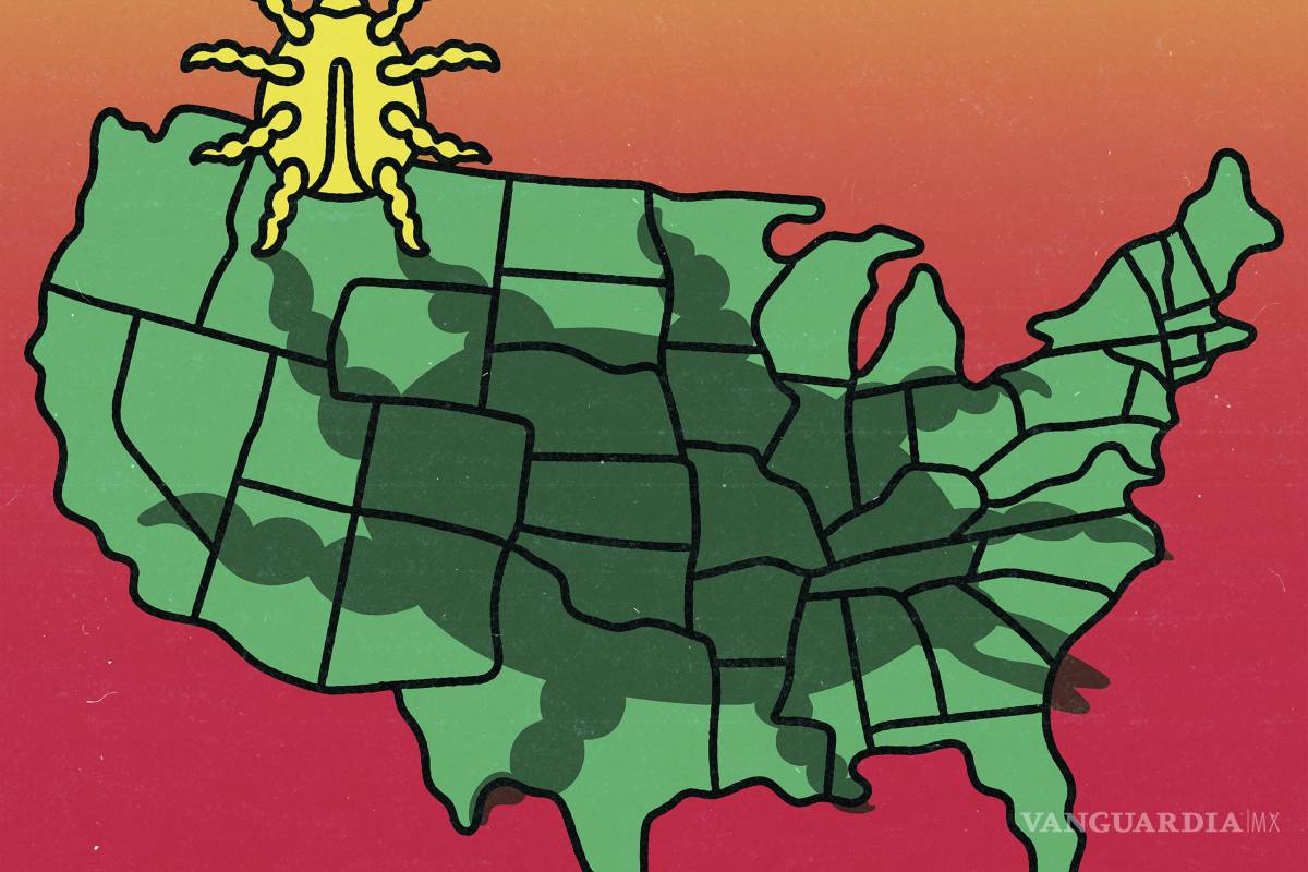 El problema con las garrapatas está empeorando. ¿Cómo puedes protegerte?