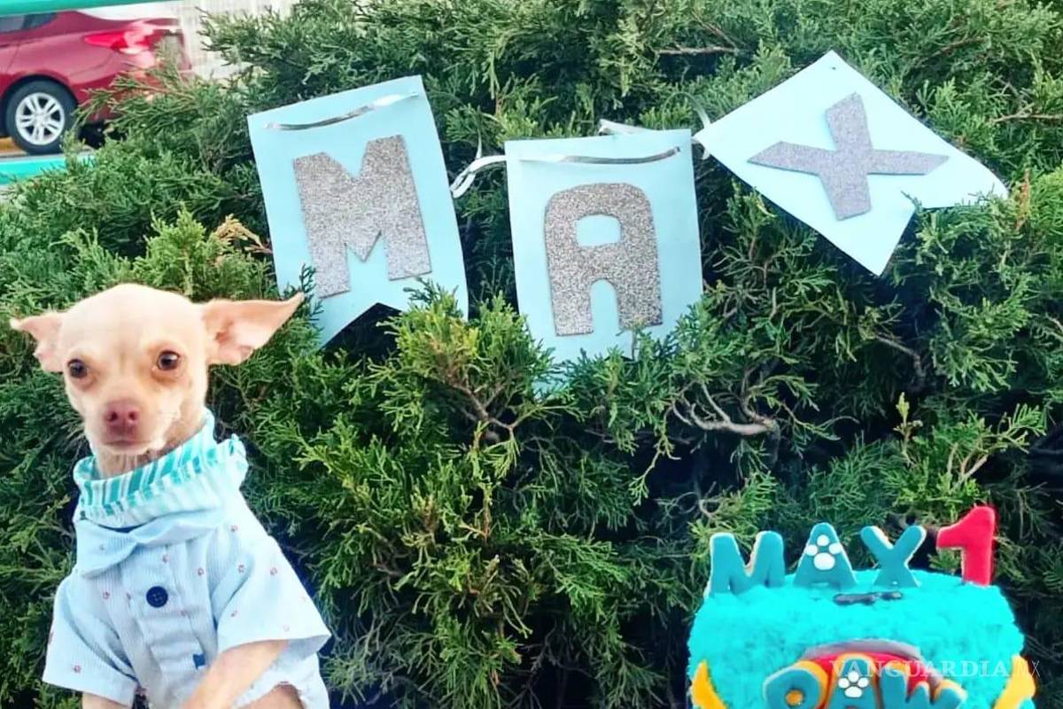 Saltillo: happy birth... ¿dog? Para pagarse estudios, joven vende pasteles para mascotas