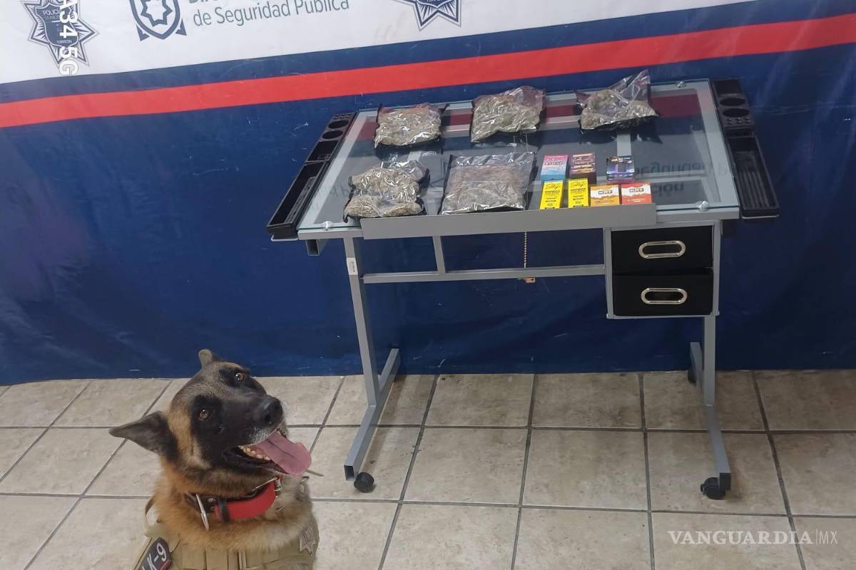 ‘Noah’ huele el delito: perro K9 detecta droga en paqueterías de Torreón