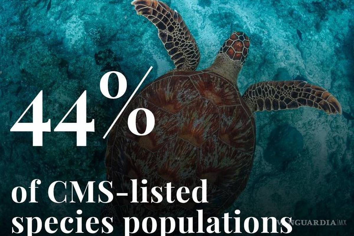 $!Alrededor del 44% de las especies migratorias en todo el mundo están viendo disminuida su población, señala el reporte.