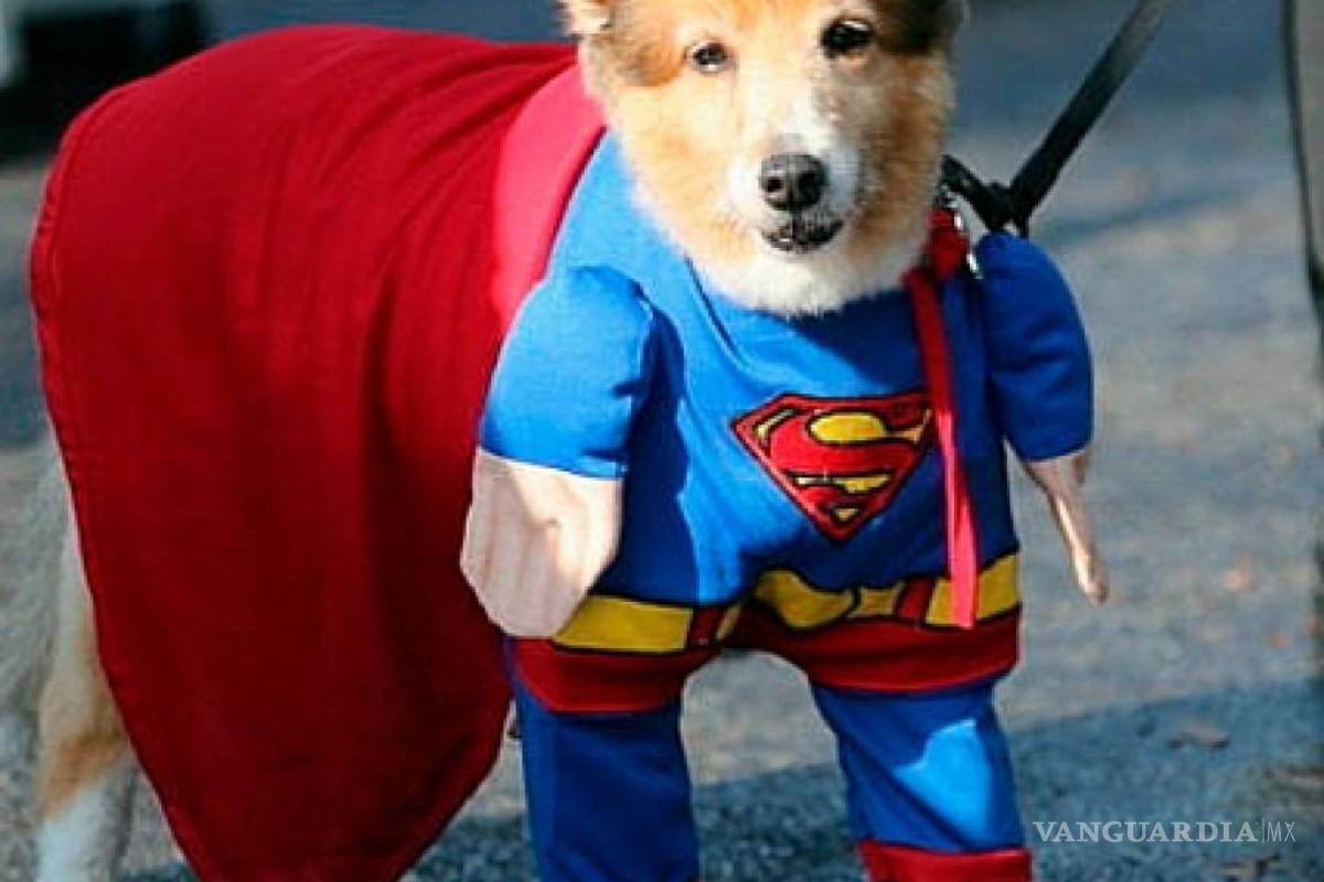 Brigada Rescate y VANGUARDIA listos para el Krokton, evento de disfraces de mascotas en Saltillo