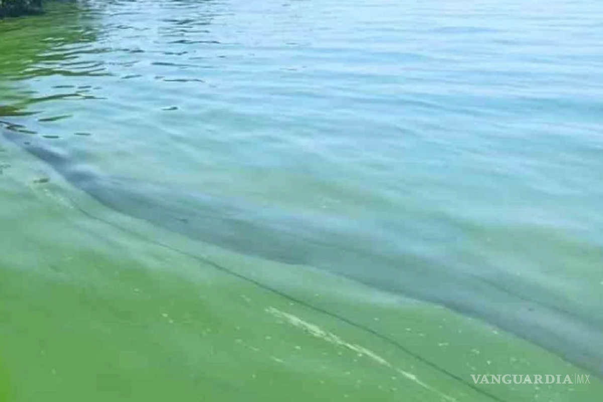 $!Los efectos del cambio climático se están sintiendo en los ecosistemas microbianos marinos superficiales, lo que está trasformando el color del agua